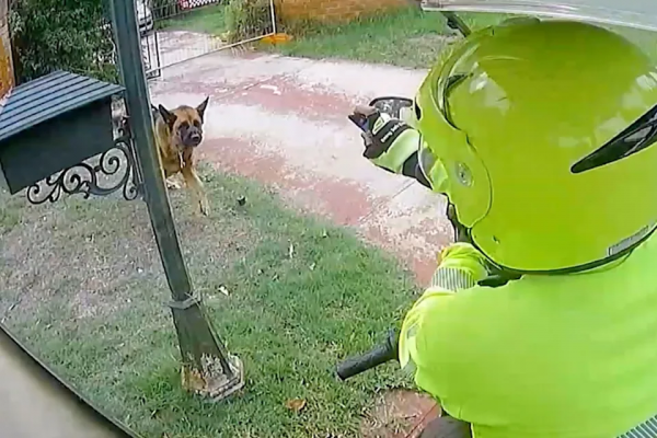 postie dog